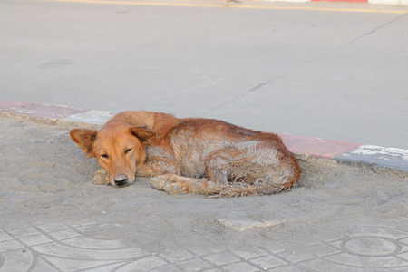 Single lost strayed dog on street. の写真素材