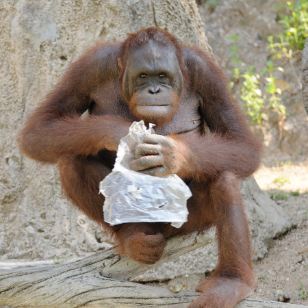 Single orangutan smile.の写真素材
