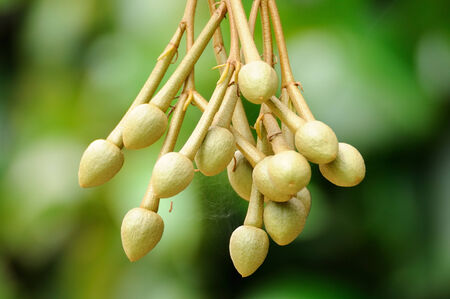 Sprout of Durians, King of fruit in gardenの写真素材