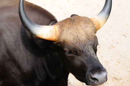 Close up of single gaur in public zoo.