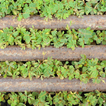 Green weeds and rusting steel bar