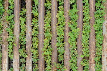 Green weeds and rusting steel barの写真素材
