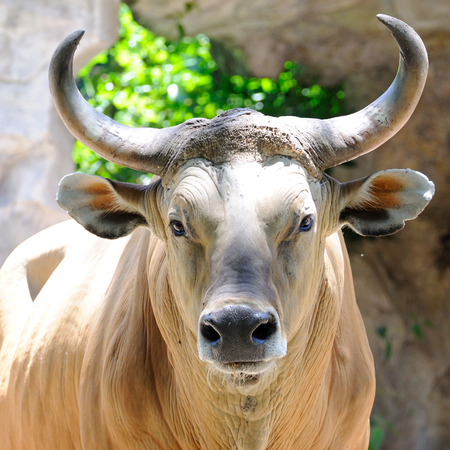 Portrait cow with nice horn in open zooの写真素材
