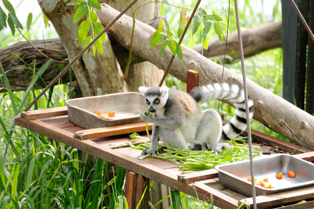 Lemur in open public zoo in Thailand.の写真素材