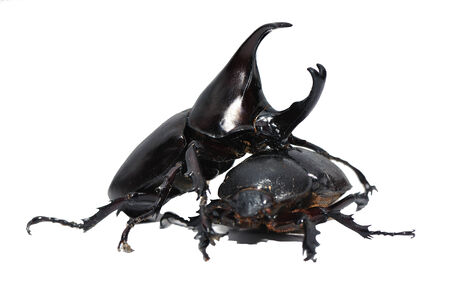 Xylotrupes gideon, Dynastidae