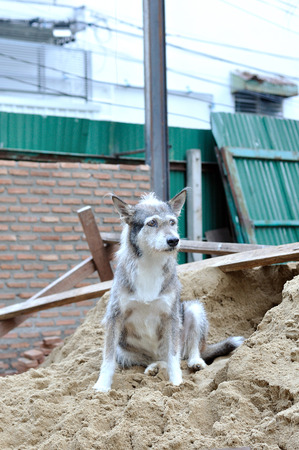 Single gray stray dog crouching on sand dune in construction area.の写真素材