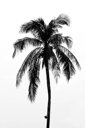 Silhouette coconut tree in monochrome.の写真素材