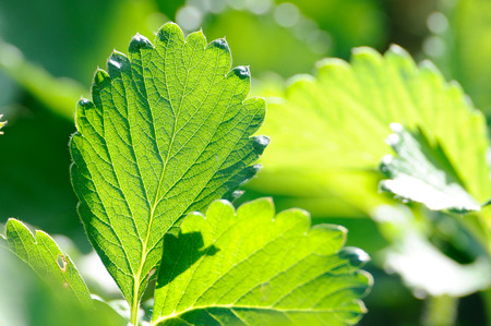 Strawberry leaf with morning light.の写真素材