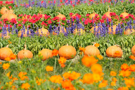 Lavender and other flowers field with pumkin for web background.の写真素材