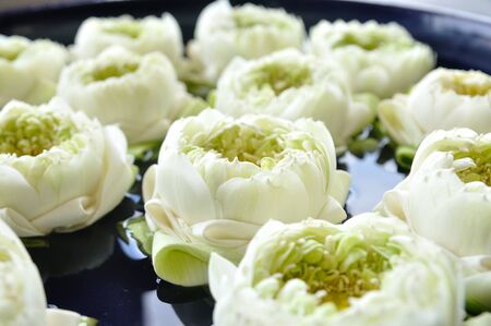 Close up white lotus flowersの写真素材