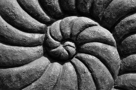 Closeup of ammonite prehistoric fossil on stone surfaceの写真素材
