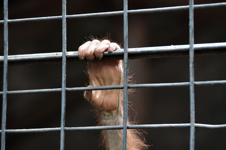 Small chimpanzee hand holding cage waiting for freedom.の写真素材