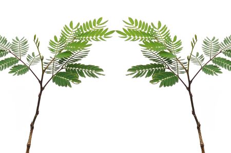 Green leaf with branch on white background.の写真素材