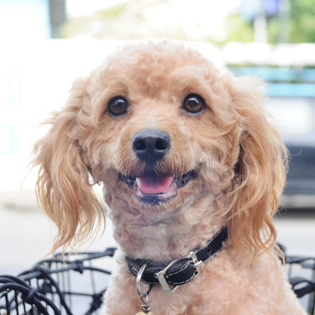 Outdoor Portrait light brown poodle in basket.の写真素材
