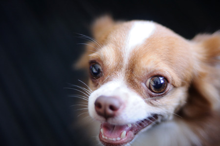 Cute chihuahua portraitの写真素材