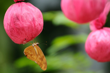 Butterfly eat food that made from human in gardenの写真素材