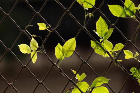 Green leaf hanging on wire fenceの写真素材