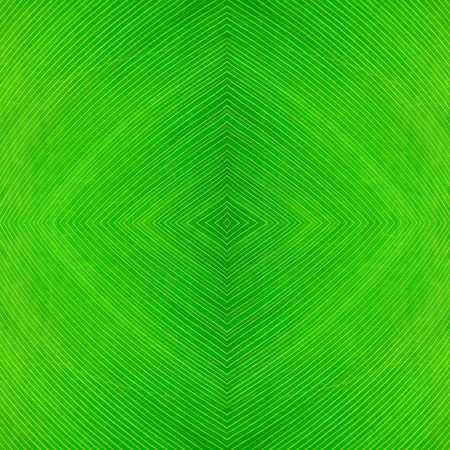 Close up green leaf line, Background and textureの写真素材