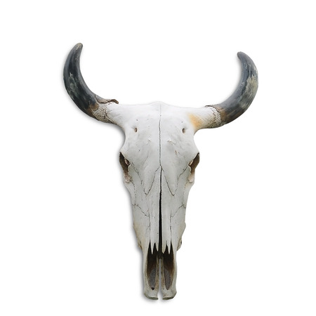 Skull bone head of cow on white backgroundの写真素材