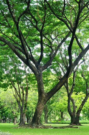 Big trees growth in garden