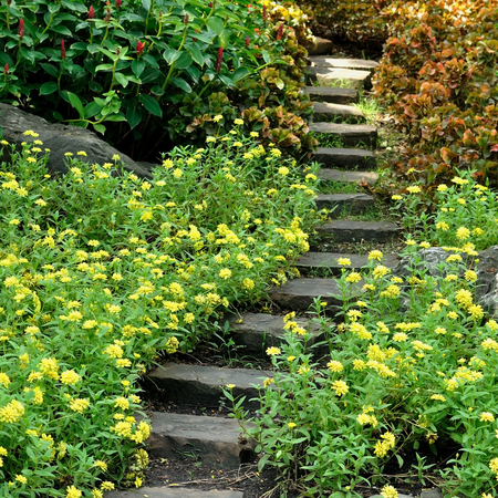 Rock stair in flower gardenの写真素材
