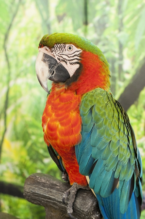 Single macaws bird hanging on dry branchの写真素材