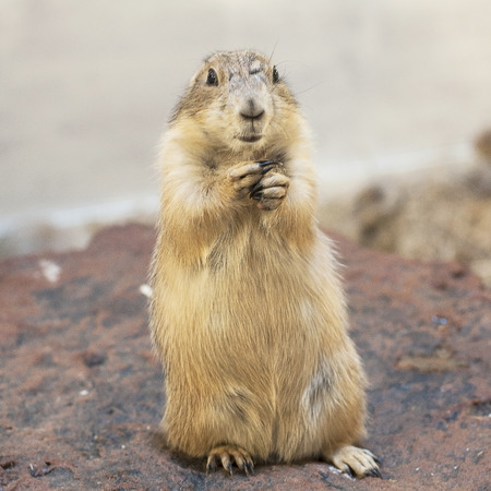 Single prairie dog standing and looking to cameraの写真素材
