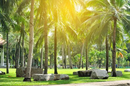 Palm trees and green yard with rocks for seating in public park with light flare.の写真素材