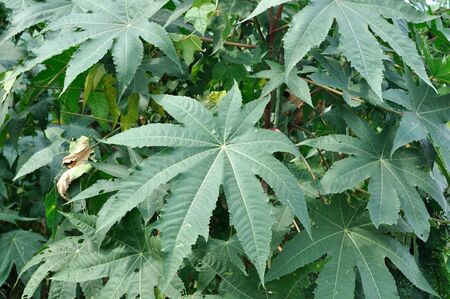 Green leaf for background.の写真素材