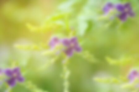 Blur Purple flowers and green plant with light flare.の写真素材