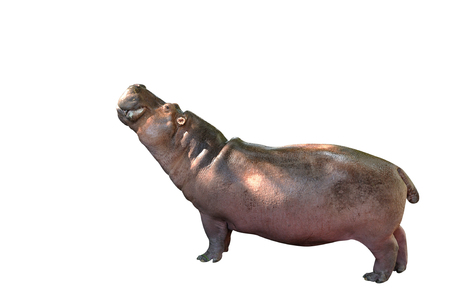 Hippopotamus standing isolate with clipping path.の写真素材