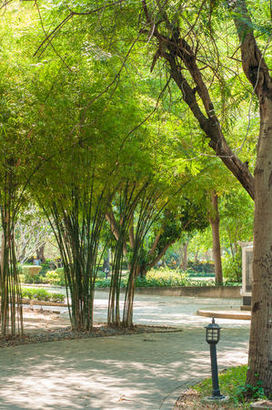 Green bamboo garden, ZEN Japanese style.の写真素材