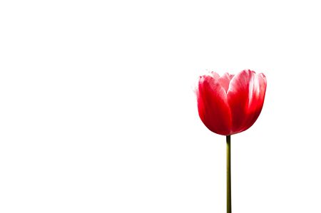 Single red tulip isolated on white background.の写真素材