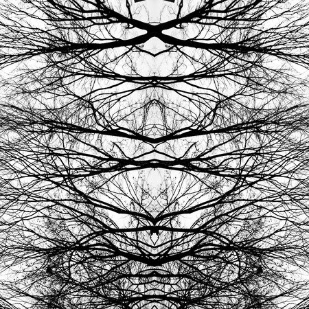 Silhouette dry branches pattern and texture background.の写真素材