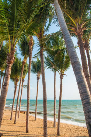 Many palm trees on beautiful beach with wind in afternoon Pattaya, Thailand.の写真素材