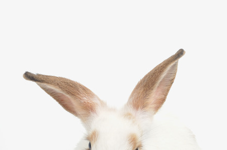 Close up rabbit 's ears on white background.の写真素材