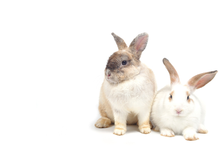 Double cute rabbits siting on white background.の写真素材