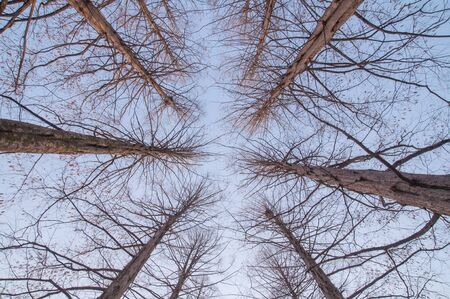 Looking up view of dry pine tree with sky.の写真素材
