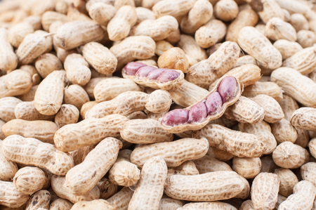 Boiled peanuts for texture and background.の写真素材