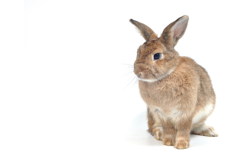 Portrait cute brown rabbit looking to something on white background.の写真素材