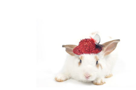 White rabbit isolated on white background wear red cute hat.の写真素材