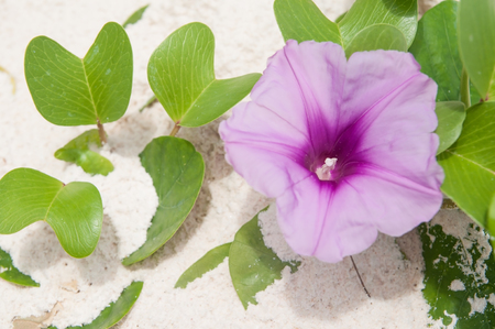 Single beach morning glory flower, violet flower and green leaf grow up on white sand beach.の写真素材