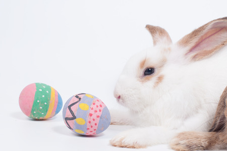 White and brown rabbit looking to color painted Easter eggs, symbol Easter celebration.の写真素材