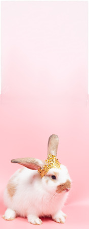 Cute rabbit sitting on pink background looking to something, rabbit is symbol of eater eggs...