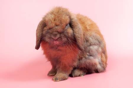 Cute rabbit sitting on pink background looking to something, rabbit is symbol of eater eggs festival.の写真素材