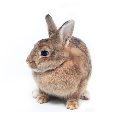 Cute rabbits on white background looking to something, Easter festival symbol.の写真素材