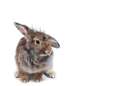 Cute rabbits on white background looking to something, Easter festival symbol.の写真素材