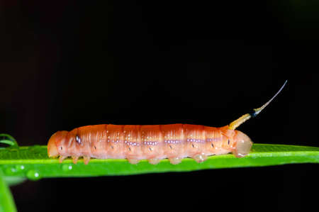 Worm on green leave, caterpillar species macro photo.