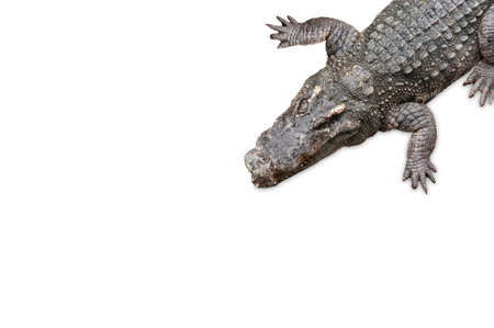 Crocodile isolated on white background, clipping path included.の写真素材