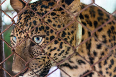 Close up leopard face eyes in grunge case, big cat look dismal and sad in case no freedom.の写真素材
